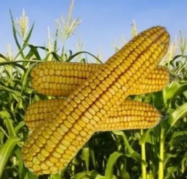 Семена кукурузы ДН Хортица ФАО 240, семена кукурузы 4126 фото