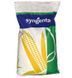 Семена кукурузы СИ ОРФЕУС Syngenta ФАО&nbsp;360, кукуруза Сингента 3671 фото 1