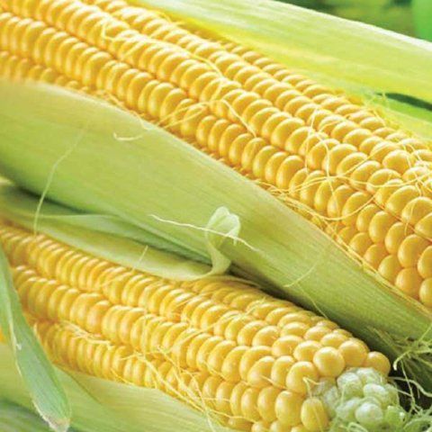 Кукурудза Джамала 4 000 нас Мнагор, насіння солодкої цукрової кукурудзи  4220 фото