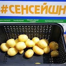 Сенсейшн (1ша репродукція) 20кг Нідерланди - картопля насінева 04551 фото