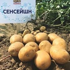 Сенсейшн (1ша репродукція) 20кг Нідерланди - картопля насінева 04551 фото
