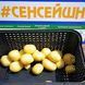 Сенсейшн (1ша репродукція) 20кг Нідерланди - картопля насінева 04551 фото 3