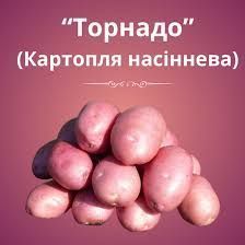 Торнадо 25 кг (Эита) Нидерланды - семенной картофель Tornado 04554 фото
