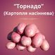 Торнадо 25 кг (Эита) Нидерланды - семенной картофель Tornado 04554 фото 4