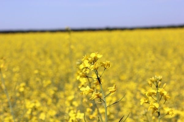 Насіння ріпаку ДК Сіквел DEKALB, класичне насіння озиму ріпаку 3484 фото