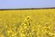 Насіння ріпаку ДК Сіквел DEKALB, класичне насіння озиму ріпаку 3484 фото 2