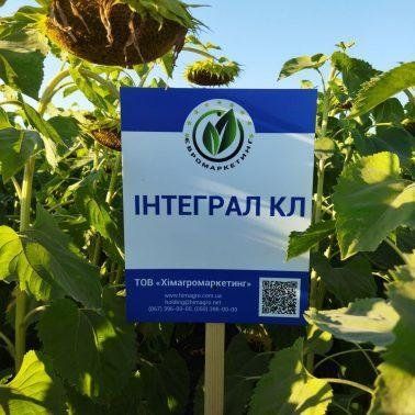 Соняшник ІНТЕГРАЛ КЛ екстра, насіння соняшника під євролайтинг 4009 фото