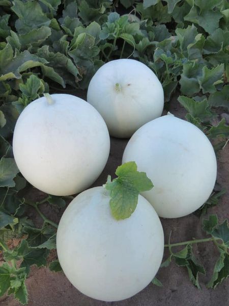 Дыня Анук INX 1063 F1, 1000 шт, Innova Seeds США, Семена раннеспелой дыни Медовая роса 4164 фото