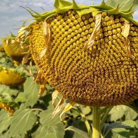 ГК Мілія екстара, насіння соняшника під євролайтинг 4010 фото