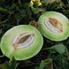 Дыня Анук INX 1063 F1, 1000 шт, Innova Seeds США, Семена раннеспелой дыни Медовая роса 4164 фото 1
