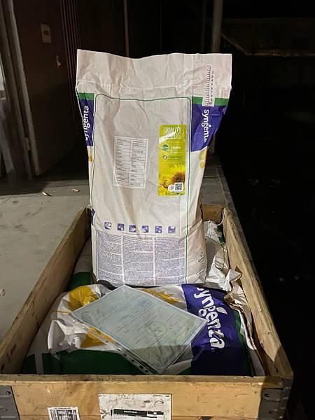 НК БРІО (NK BRIO) Syngenta, класичне насіння соняшника Сингента 3764 фото